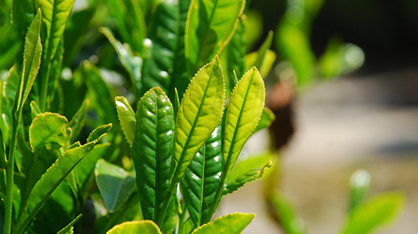 What are the Health Benefits of Green Tea?
