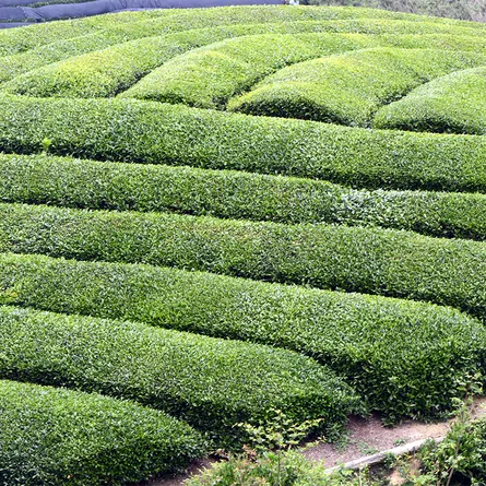 Sencha Seiga