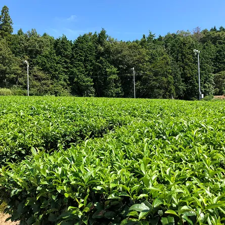 Sencha Tongu Asatsuyu