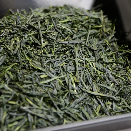 Tongu Kabusecha Saemidori