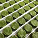 Cooking Matcha