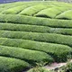 Sencha Seiga