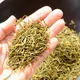 Sencha Kogane Midori 