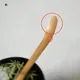 Shirotake Chashaku Sakura