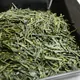 Sencha Tongu Asatsuyu
