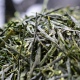 Uji Gyokuro