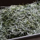 Sencha Unjo